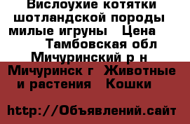  Вислоухие котятки шотландской породы, милые игруны › Цена ­ 2 000 - Тамбовская обл., Мичуринский р-н, Мичуринск г. Животные и растения » Кошки   